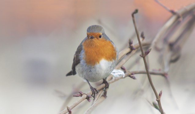 Een roodborstje komt misschien ook wel voorbij tijdens de IVN-wintermiddag bij Careaz Dr. Jenny. Foto: PR