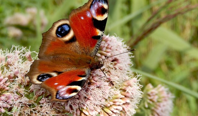 Dagpauwoog. Foto: Vlinderstichting
