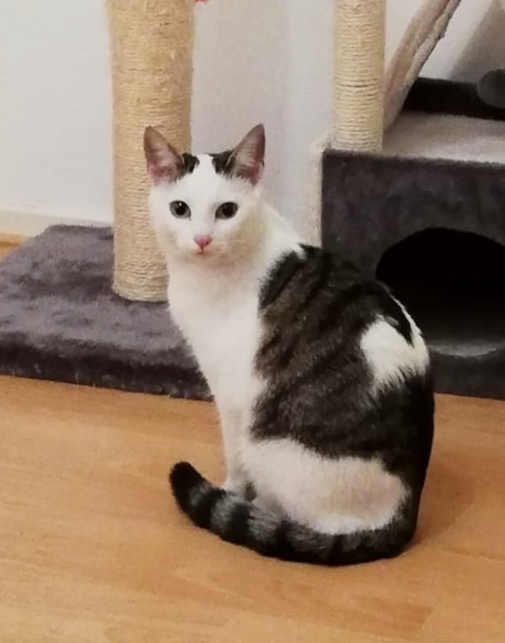 Van wie is deze kat? Foto: PR