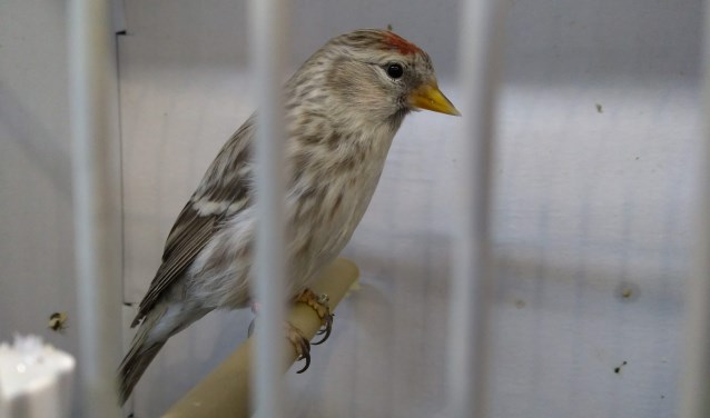 Barmsijs pastel van Bennie Horsting. Foto: Robert Ellenkamp
