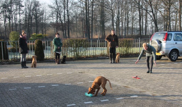 Puppy Senna bezig met een apporteeroefening, terwijl de andere pups geduldig op hun beurt wachten. Foto: Lydia ter Welle