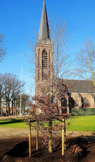 Beltrum heeft weer een nieuwe rode beuk in de pastorietuin. Foto: Theo Huijskes