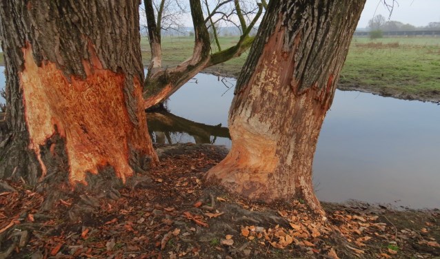 Vraatschade, aangericht door bevers. Foto: Gerrit Riethorst