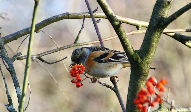 Ontdek wat de Gorsselse Heide in de winter te bieden heeft. Foto: PR