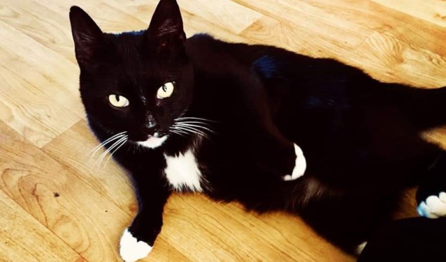 De vermiste kater Zorro. Foto: PR