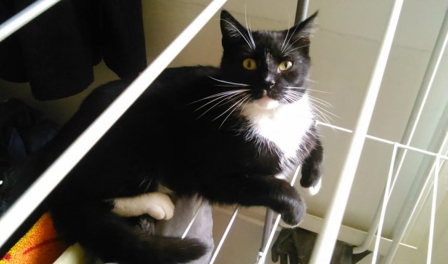 Kater Cismo. Foto: PR