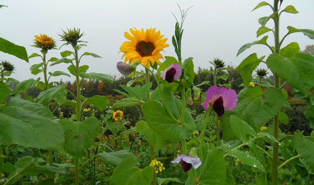 Behalve dat de kleurrijke bloemen zorgen voor een mooi plaatje, zijn ze belangrijk voor weidevogels als de patrijs. Foto: PR
