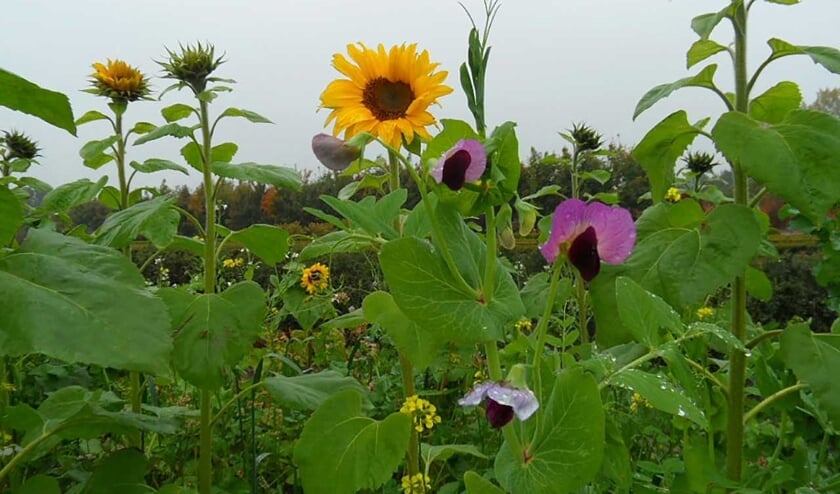Behalve dat de kleurrijke bloemen zorgen voor een mooi plaatje, zijn ze belangrijk voor weidevogels als de patrijs. Foto: PR