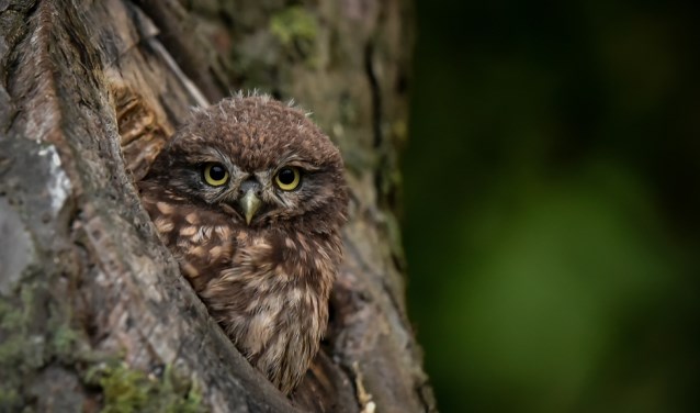 Een steenuil in de boom. Foto: Henk van de Burg