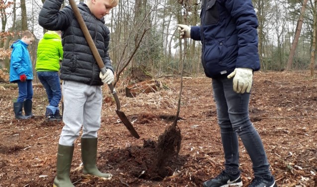 De kinderen platen met hulp bijna vijfhonderd zomereiken, taxussen en haagbeuken. Foto: PR.
