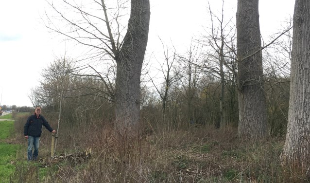 Harry Sesink plantte een vierde peppel langs de weg van Steenderen en Baak. Foto: PR