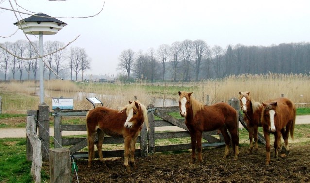 De huiszwaluwentil (links) bij Engbergen. Foto: Reinier Kroesen