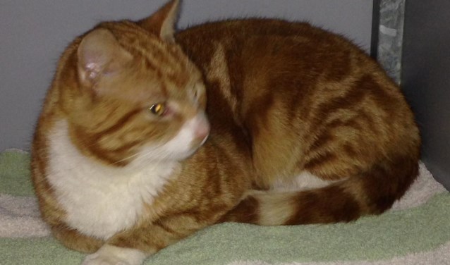 De op de Tammeldijk gevonden kat. Foto: PR