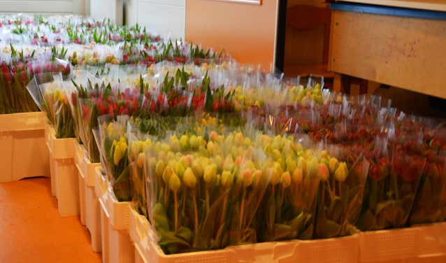 De verkochte tulpen werden zaterdag bezorgd. Foto: PR
