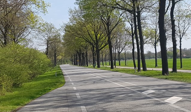 343 van de karakteristieke bomen langs de N319 worden mogelijk gekapt. Foto: Kyra Broshuis