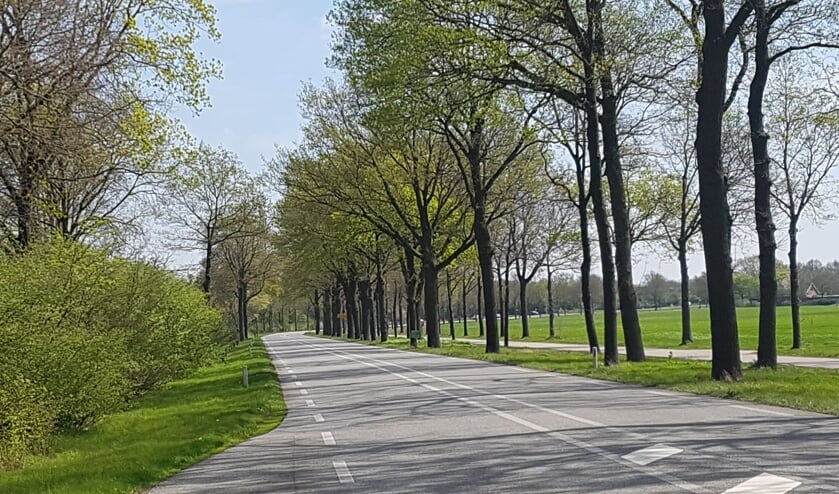 343 van de karakteristieke bomen langs de N319 worden mogelijk gekapt. Foto: Kyra Broshuis