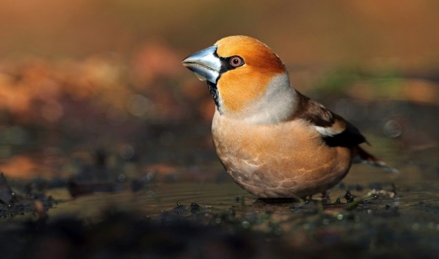 Een foto gemaakt tijdens Euro Bird Watch, Telpost Havelandsweg. Foto: PR