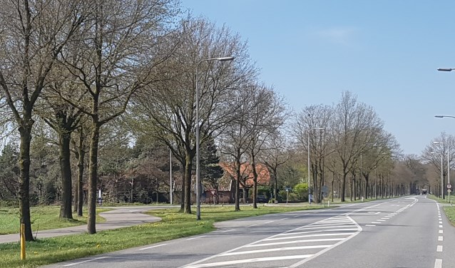 343 van de karakteristieke bomen langs de N319 worden mogelijk gekapt. Foto: Kyra Broshuis