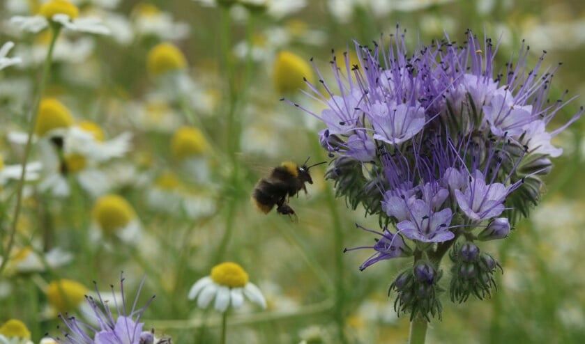Insecten, wij kunnen niet zonder. Foto: PR!