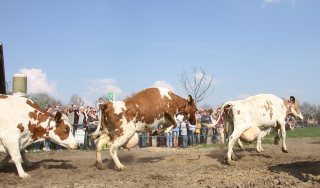 De koeiendans bij ijsboerderij 'de Steenoven'. Foto: Achterhoekfoto.nl/Liesbeth Spaansen