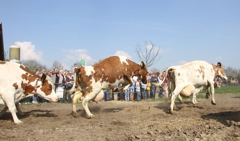 De koeiendans bij ijsboerderij 'de Steenoven'. Foto: Achterhoekfoto.nl/Liesbeth Spaansen