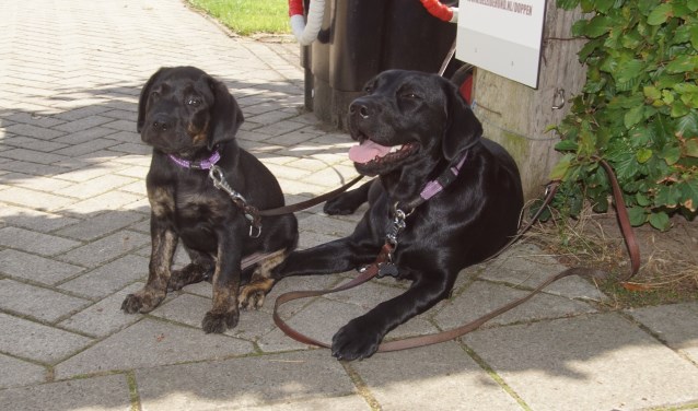Links Missy, rechts Revy. Foto: Frank Vinkenvleugel