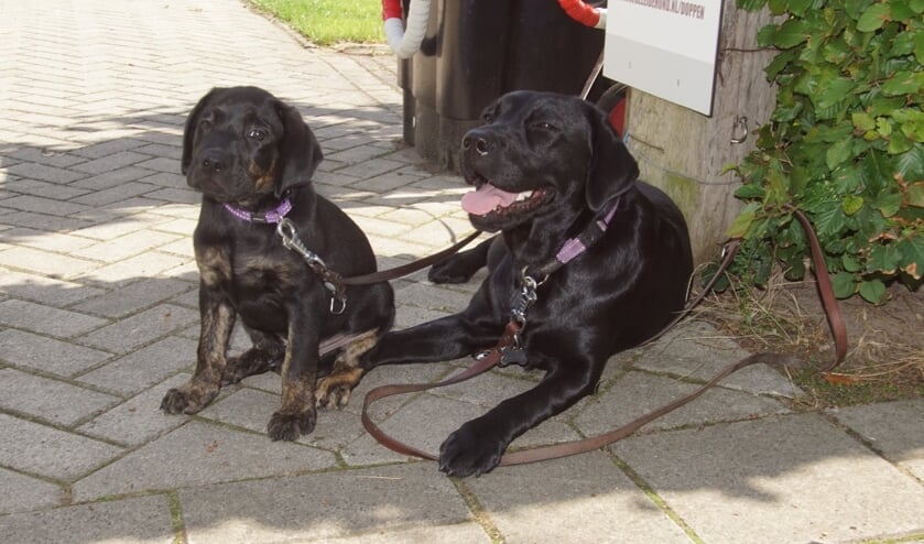 Links Missy, rechts Revy. Foto: Frank Vinkenvleugel