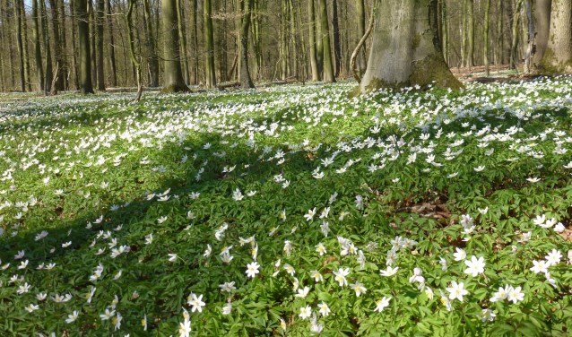 Er valt veel te zien tijdens de Stinzenwandeling op landgoed de Byvanck. Foto: PR