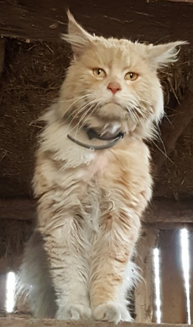 De op de Leemhorstdijk gevonden kat. Foto: PR
