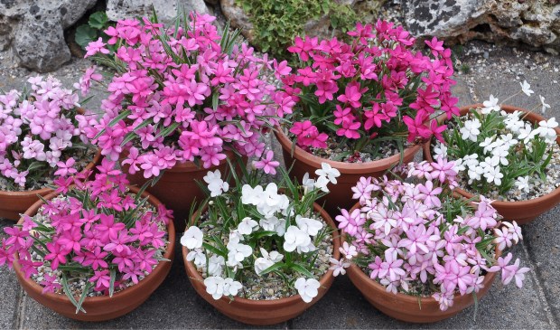 De bloeiende plant Rhodohypoxis staat centraal tijdens deze open tuindagen. Foto: PR