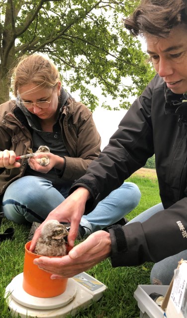 Sanne (links) ringt een kuiken, Monique zet er een op de weegschaal. Foto: Miriam Szalata