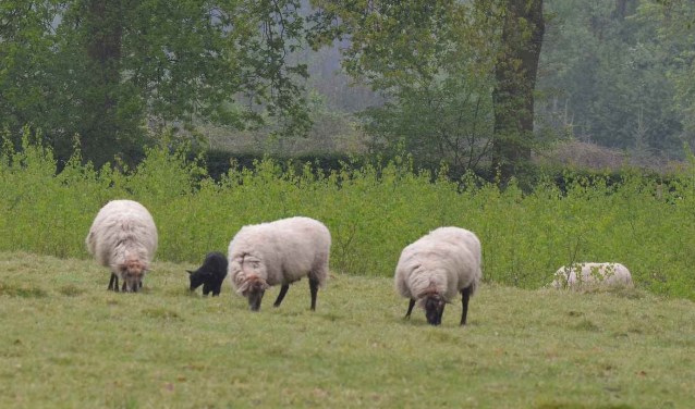 In Eefde begint op 15 mei een proef met begrazing van grasvelden en bermen door schapen. Foto: Achterhoekfoto.nl/Johan Braakman