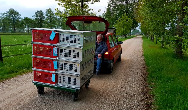 Leo te Stroet vervoert op eigen wijze de duiven naar de vrachtwagen. Foto: Robert Borneman