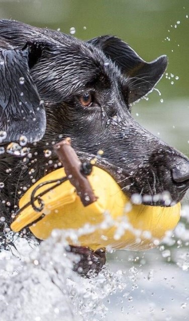 Snelde buit ophalen en naar de baas brengen. Foto: eigen foto