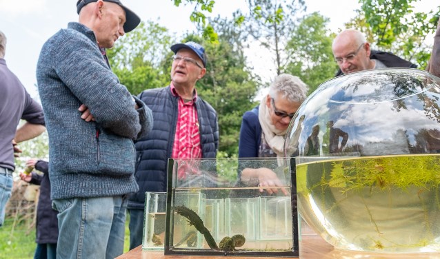 Aandachtige bezoekers van de open dag in de Zumpe; op voorgrond de zeldzame kamsalamander, die even later werd teruggezet in de poel. Foto: Burry van den Brink