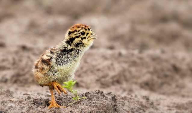 Een patrijsjong. Foto: Dian-Mary Stofmeel