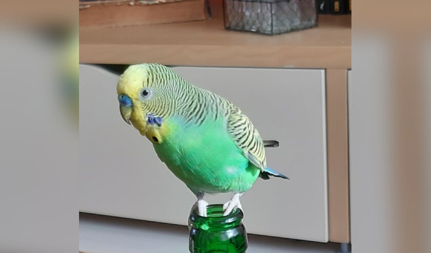 Frodo. Foto: Amivedi