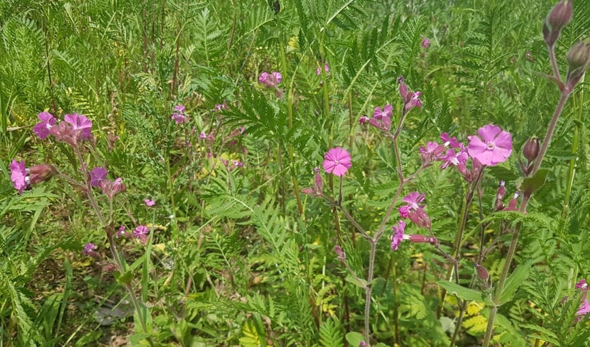 OOG pleit voor meer biodiversiteit in de bermen.