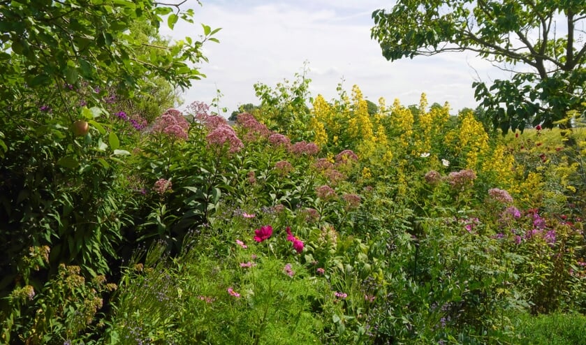 De tuin van Joke en Wim Enserink. Foto:Wim Enserink