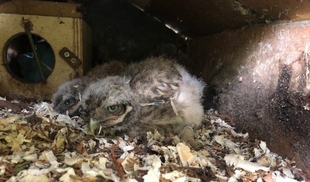 Bij De Bult zijn jonge uiltjes in de kast, zij worden vrijdags geringd en gewogen. Foto: PR