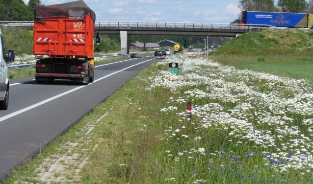 De bloemenzee in de berm van de N18 bij Eibergen. Foto: Rob Stevens
