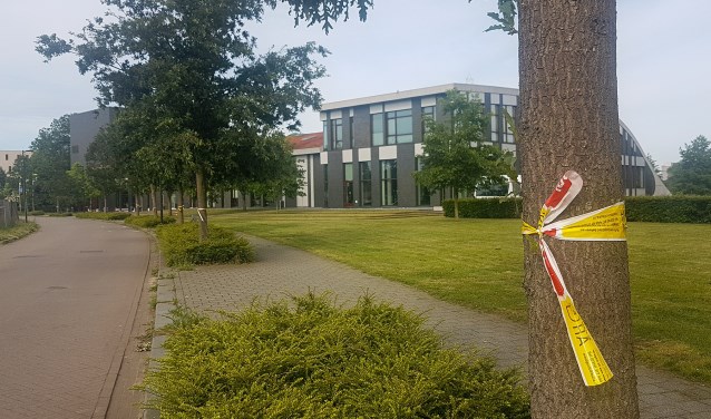Ook elders in Doetinchem is er weer overlast door de eikenprocessierupsen. Foto: Burry van den Brink