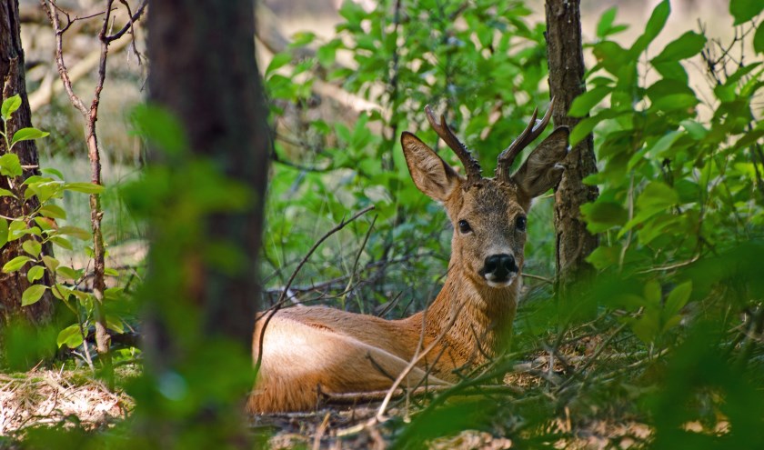 Een ree in het bos. Foto: Ben Walet