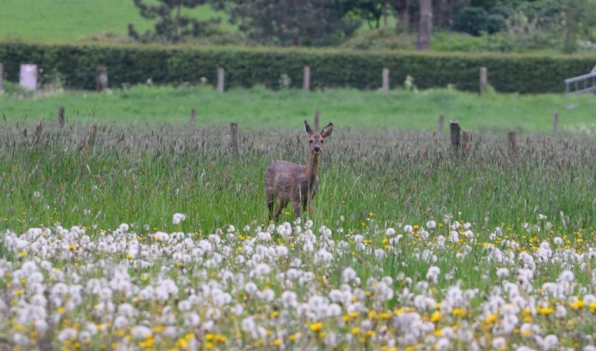 Misschien valt er tijdens de wandeling nog wel een ree te ontdekken.Foto: Maaike Menting