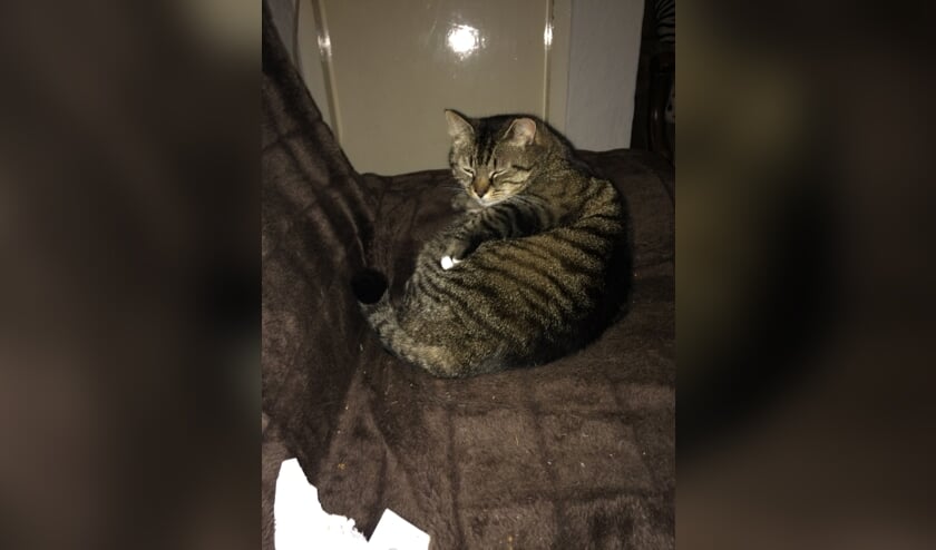 Pinkeltje wordt vermist. Foto: PR