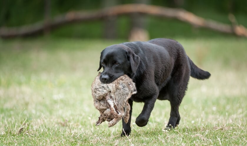 Saartje brengt een konijn naar haar baas. Foto Arista Fotografie