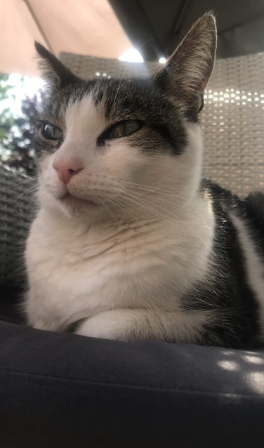 Kater Tommie. Foto: PR