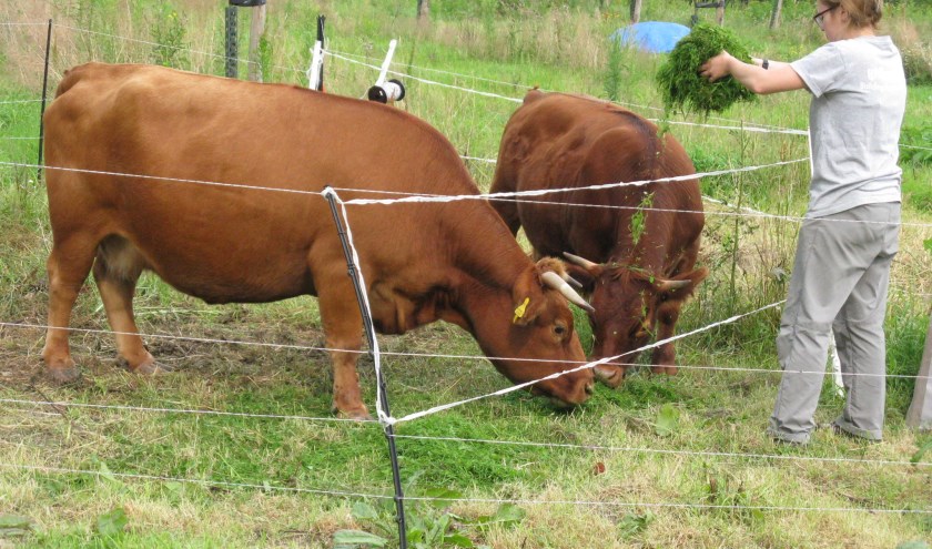Gezocht verzorger voor Dexterkoeien. Foto: PR