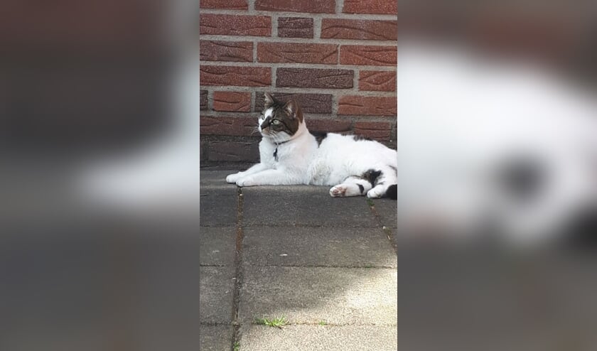 Poes Pukkie. Foto: Amivedi