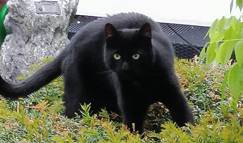 Blacky. Foto: PR
